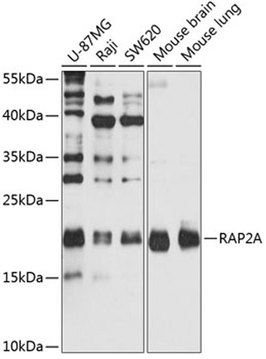 Western blot - RAP2A antibody (A2616)