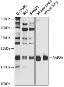 Western blot - RAP2A antibody (A2616)