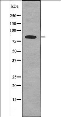 Western blot analysis of EGF treated HeLa whole cell lysates using SIK -Phospho-Thr182- antibody