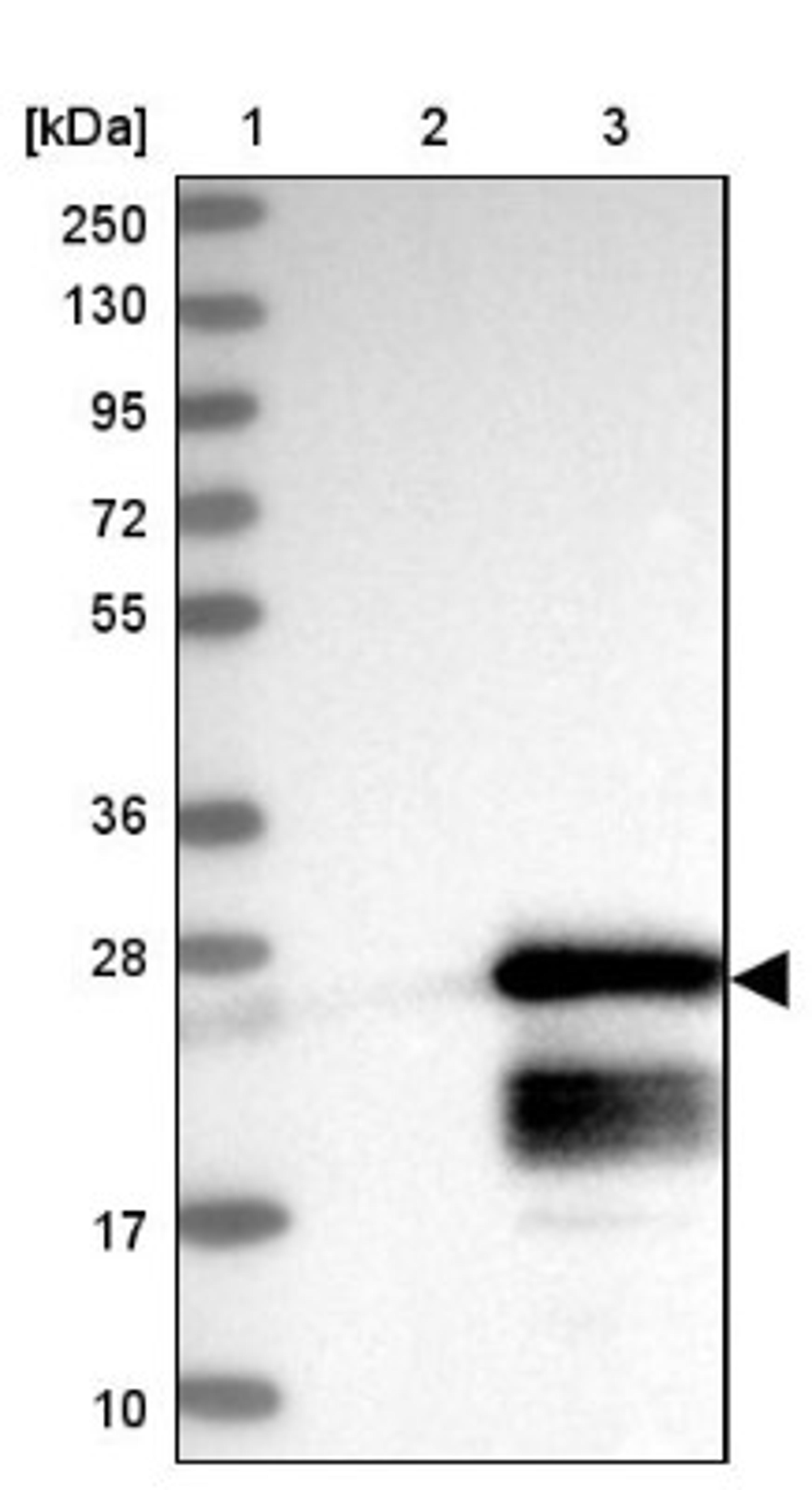 Western Blot: GTSF1 Antibody [NBP2-32625] - Lane 1: Marker [kDa] 250, 130, 95, 72, 55, 36, 28, 17, 10<br/>Lane 2: Negative control (vector only transfected HEK293T lysate)<br/>Lane 3: Over-expression lysate (Co-expressed with a C-terminal myc-DDK tag (~3.1 kDa) in mammalian HEK293T cells, LY408235)