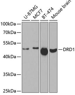 Western blot - DRD1 antibody (A2893)