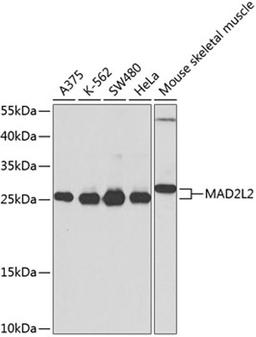 Western blot - MAD2L2 antibody (A9861)