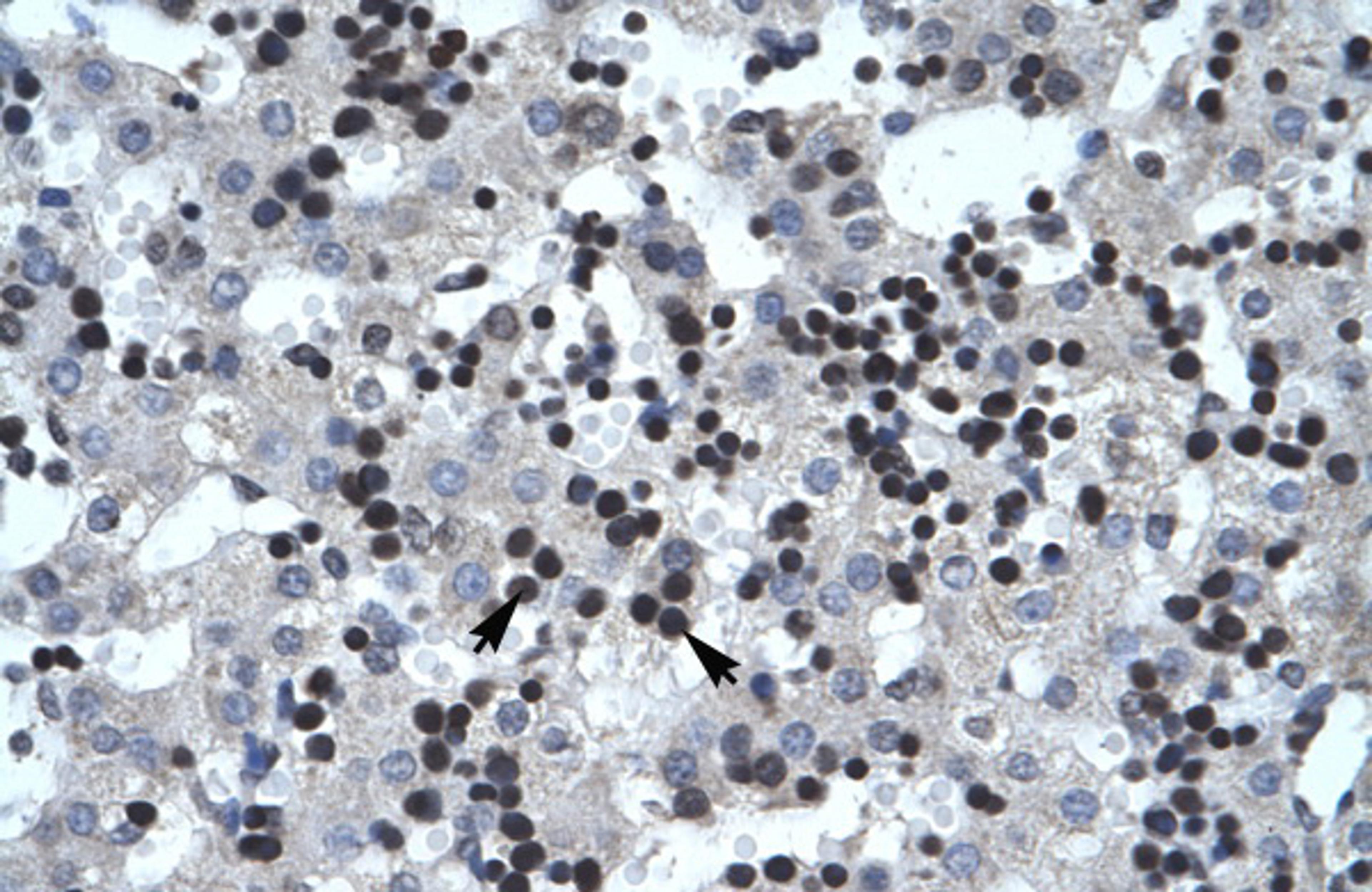 Antibody used in IHC on Human Liver.