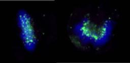 Detection of human ZWINT-1 by immunocytochemistry.