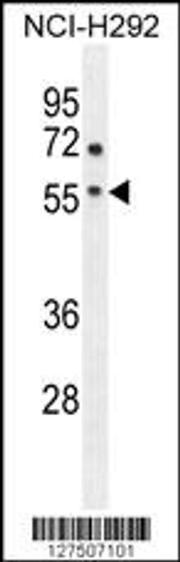 Western blot analysis in NCI-H292 cell line lysates (35ug/lane).