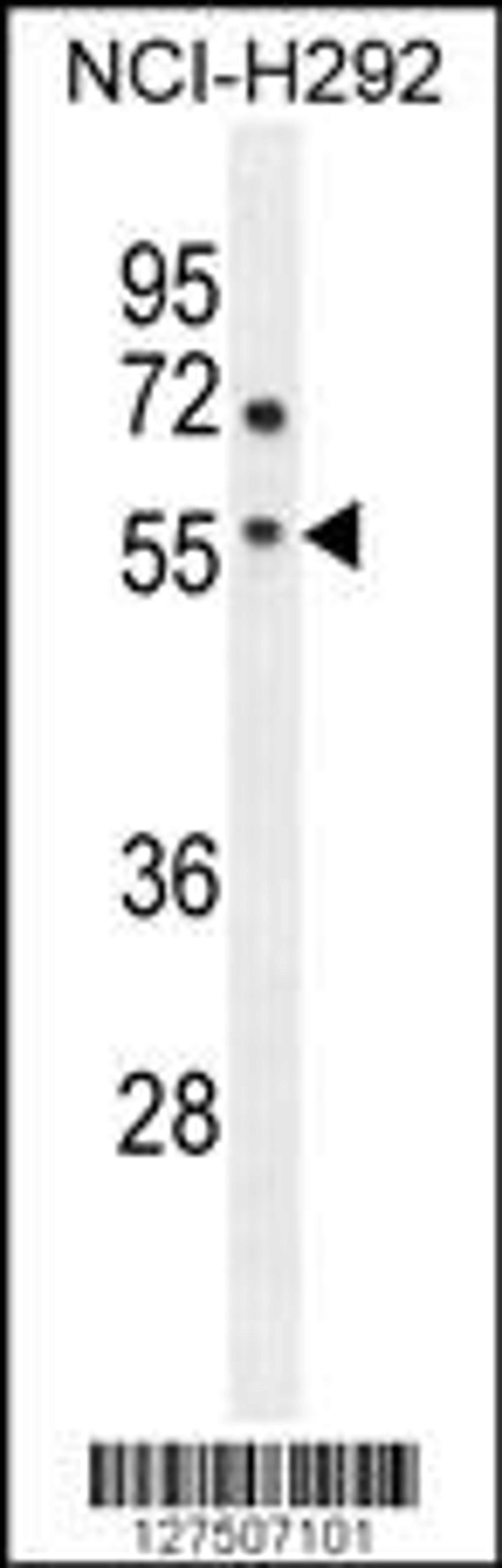 Western blot analysis in NCI-H292 cell line lysates (35ug/lane).