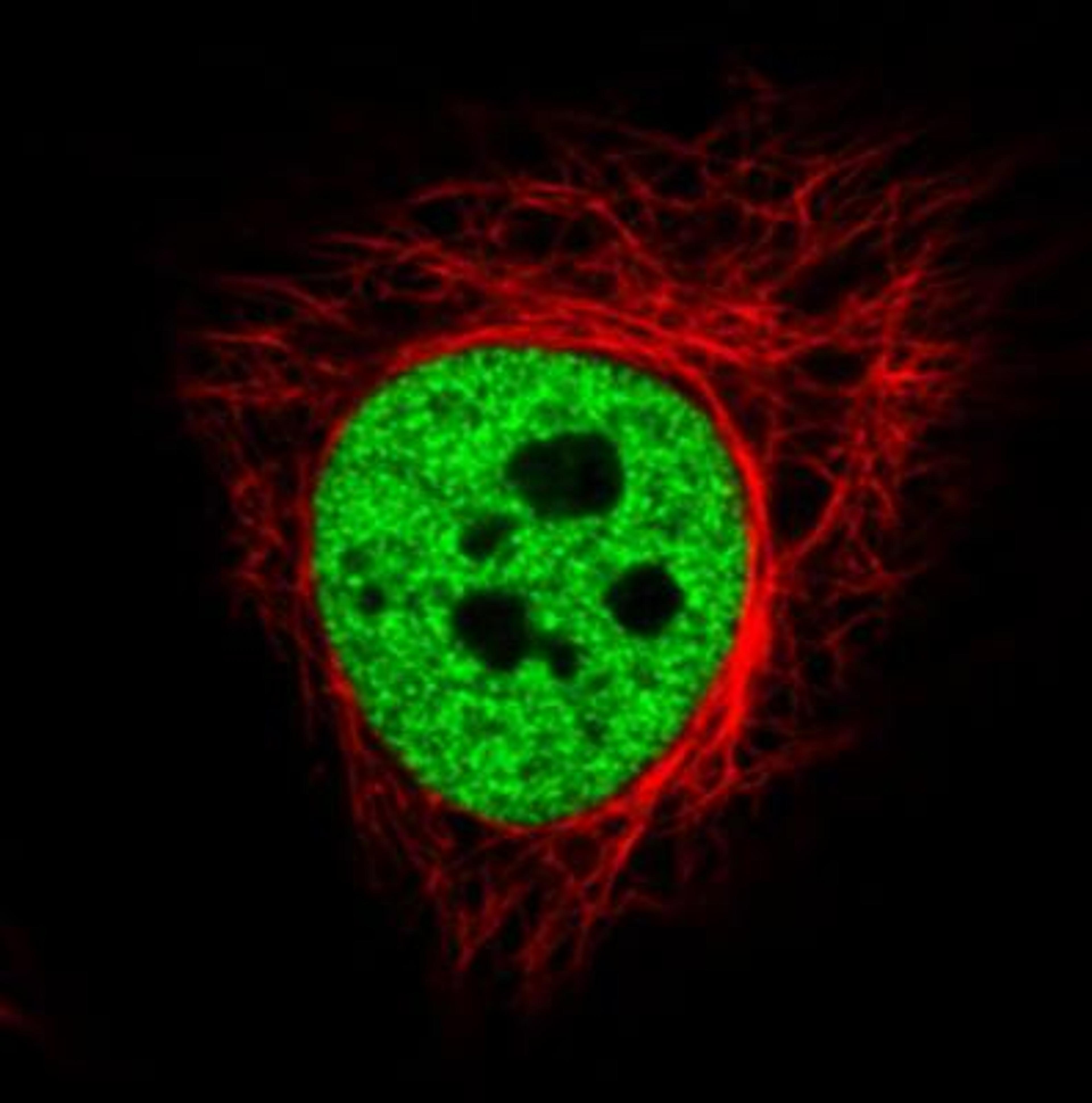 Immunocytochemistry/Immunofluorescence: hnRNP C1 + C2 Antibody (CL2593) [NBP2-36776] - Staining in HeLa cell line with Anti-HNRNPC monoclonal antibody, showing distinct nuclear (without nucleoli) staining in green. Microtubule- and nuclear probes are visualized in red and blue respectively (where available). Antibody staining is shown in green.