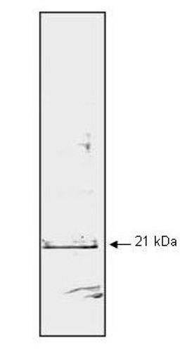 Western blot analysis of HeLa whole cell lysate is loaded per lane using p21 WAF1 antibody