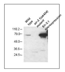 Western Blot: Sir2.1 Antibody [NB100-1923] - Western blot using NB100-1923 against His tagged SIR-2.1 full-length protein.