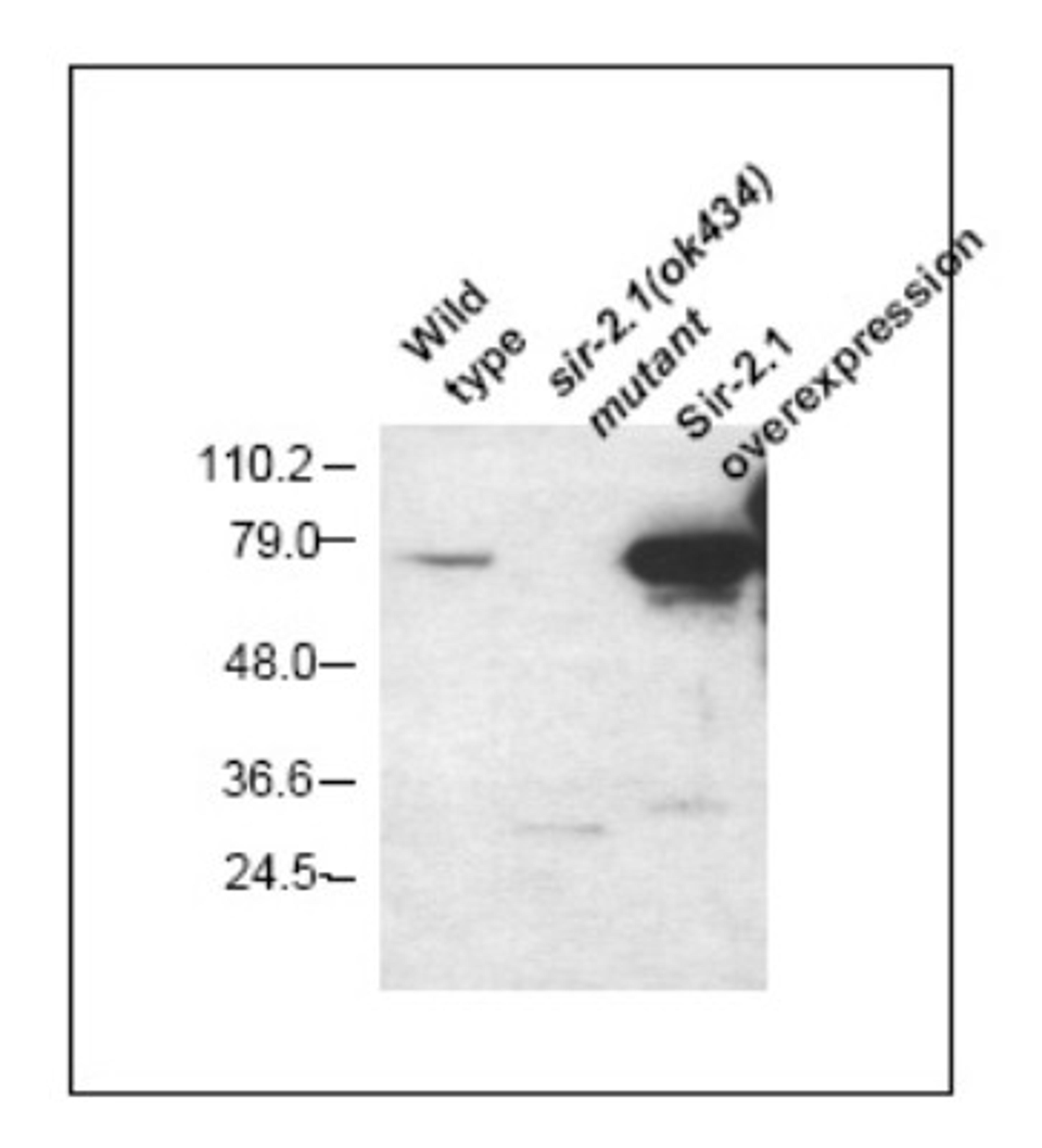 Western Blot: Sir2.1 Antibody [NB100-1923] - Western blot using NB100-1923 against His tagged SIR-2.1 full-length protein.