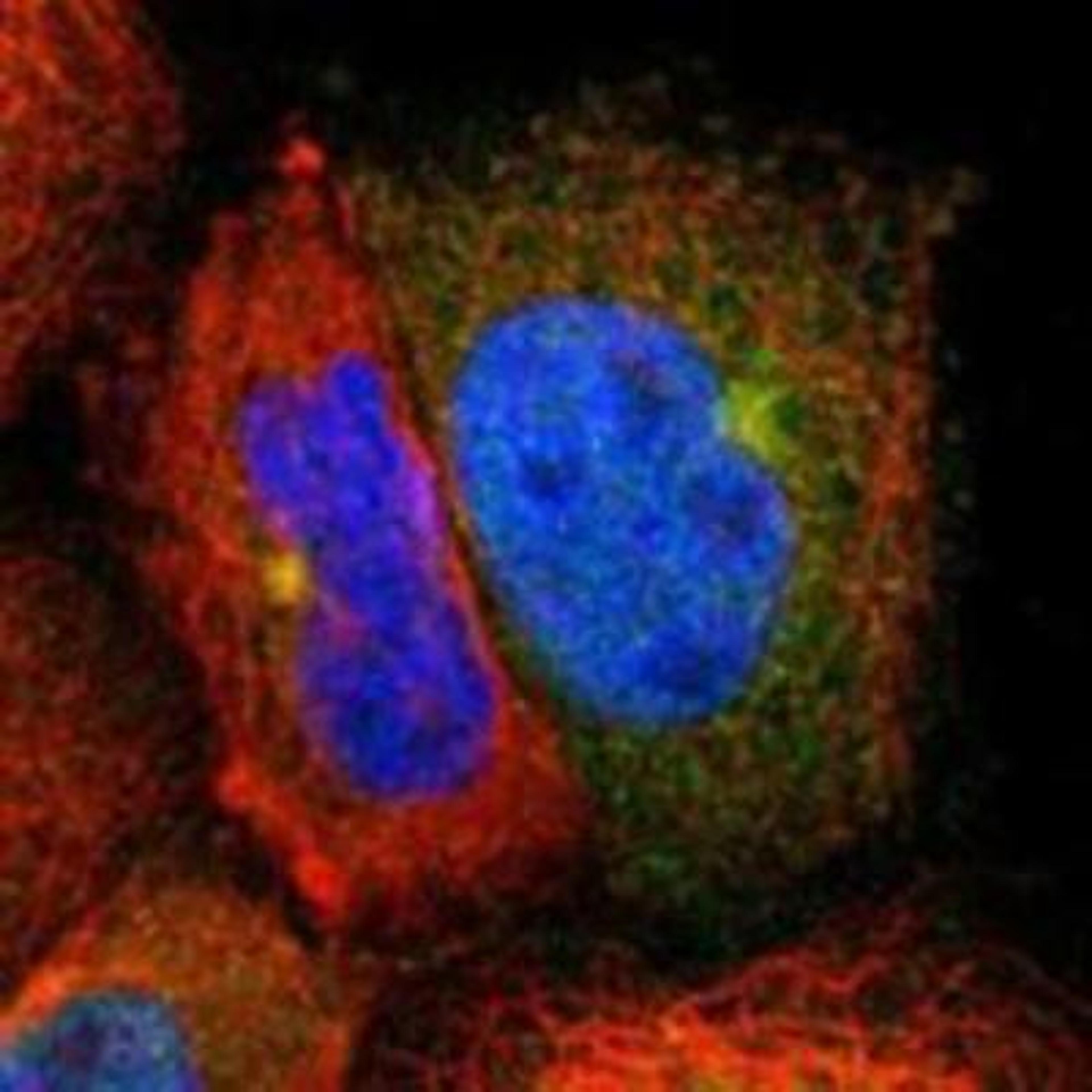 Immunocytochemistry/Immunofluorescence: 14-3-3 tau/theta Antibody [NBP1-90337] - Staining of human cell line A-431 shows positivity in nucleus but not nucleoli, cytoplasm & centrosome.