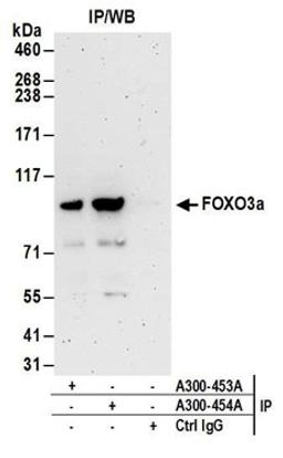 Detection of human FOXO3a by western blot of immunoprecipitates.