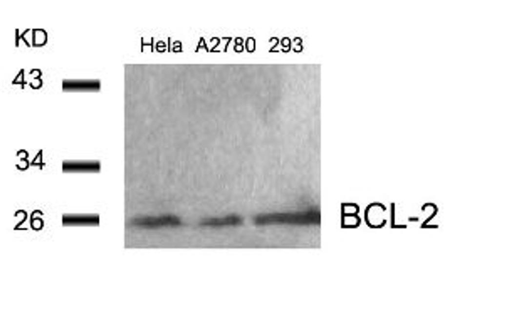 Western blot analysis of lysed extracts from HeLa, A2780 and 293 cells using BCL-2 (Ab-56).