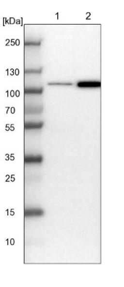 Western Blot: FCHSD2 Antibody [NBP1-81479] - Lane 1: NIH-3T3 cell lysate (Mouse embryonic fibroblast cells)<br/>Lane 2: NBT-II cell lysate (Rat Wistar bladder tumour cells)