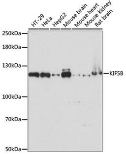 Western blot - KIF5B antibody (A15284)