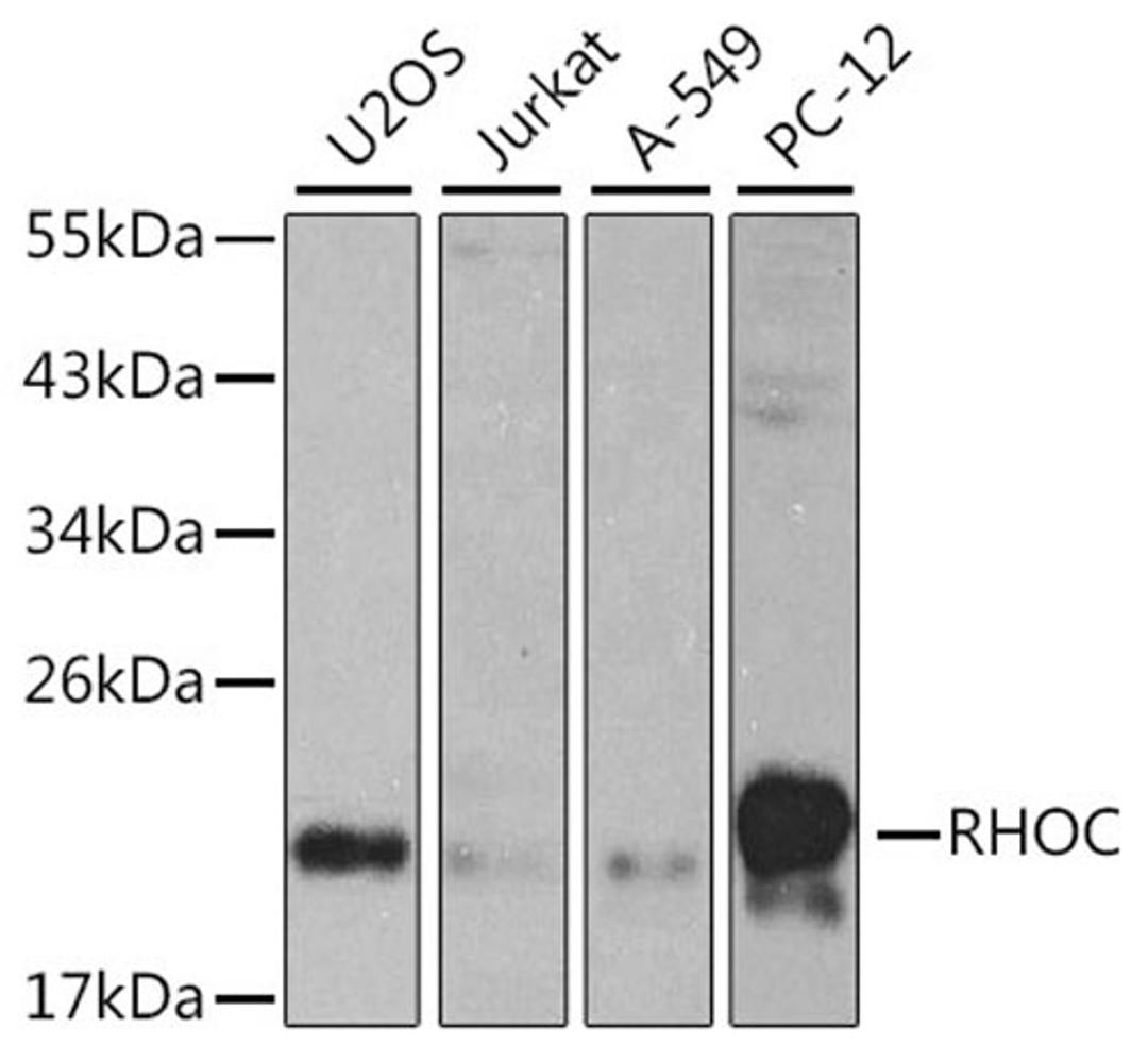 Western blot - RHOC antibody (A1062)