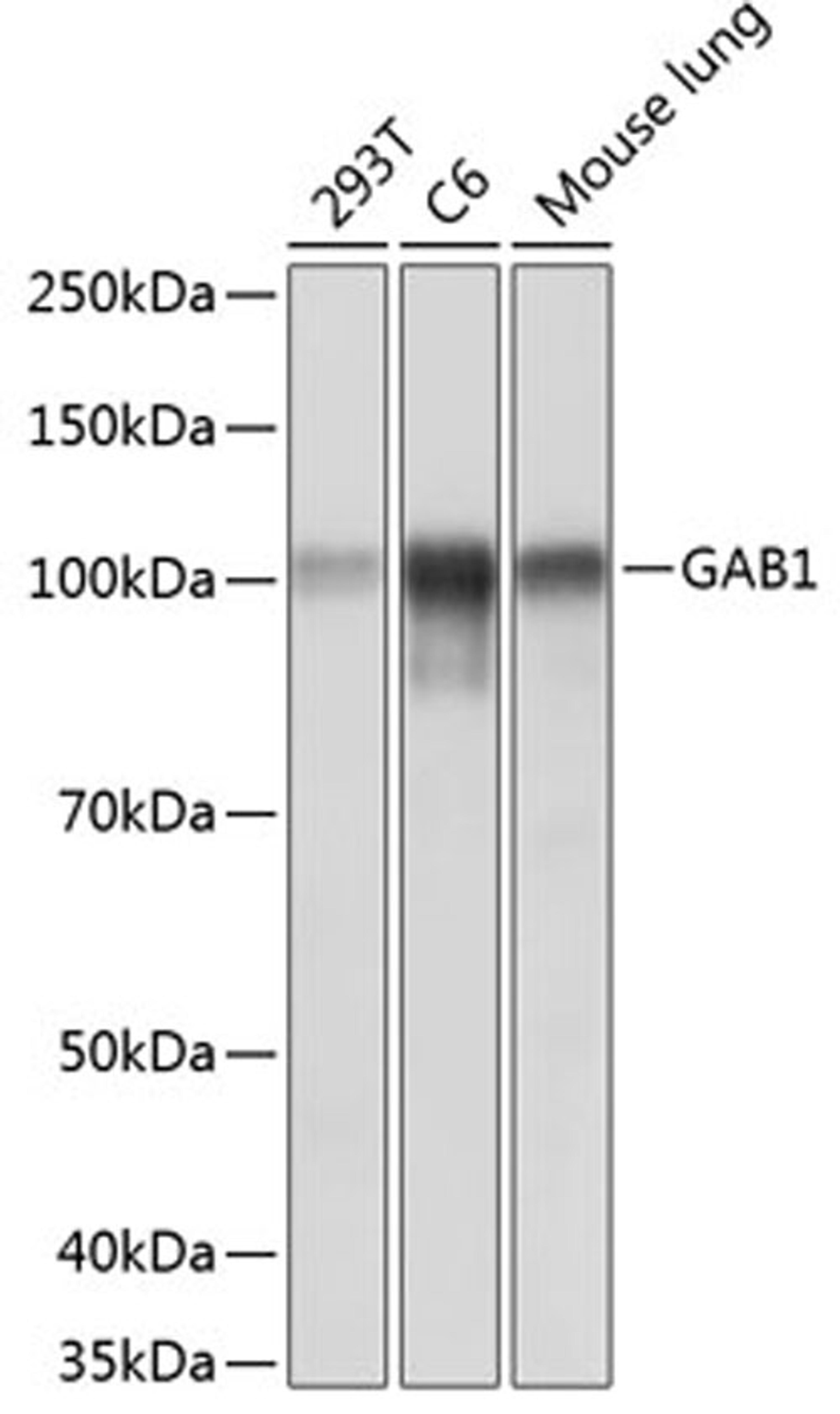 Western blot - GAB1 antibody (A19054)