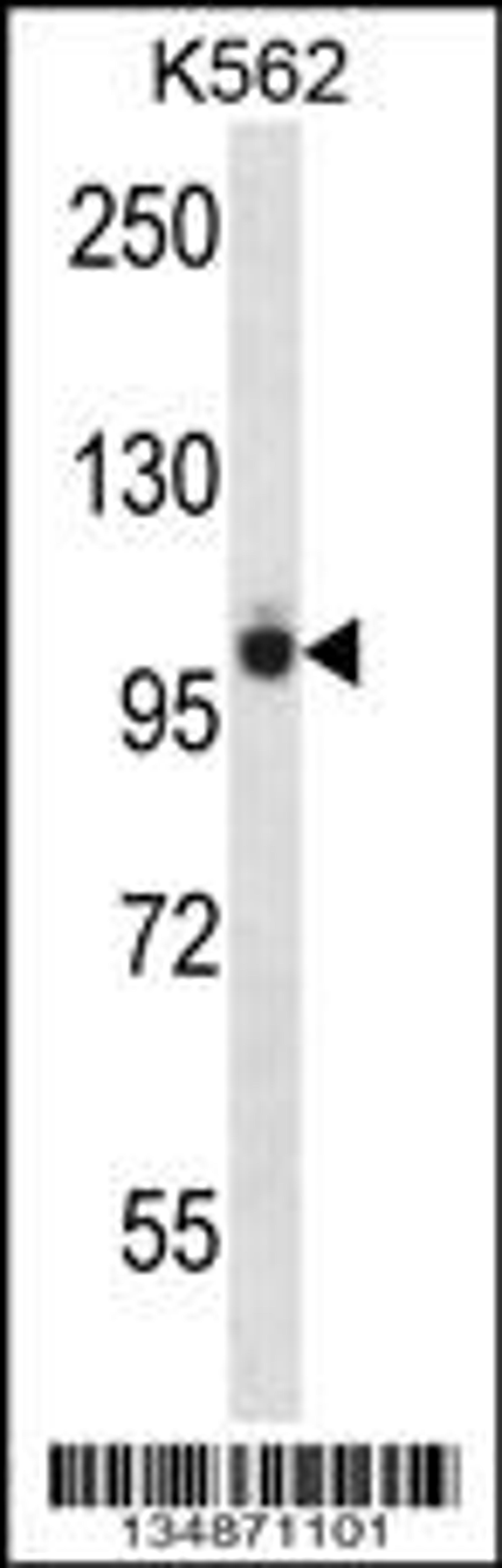 Western blot analysis in K562 cell line lysates (35ug/lane).