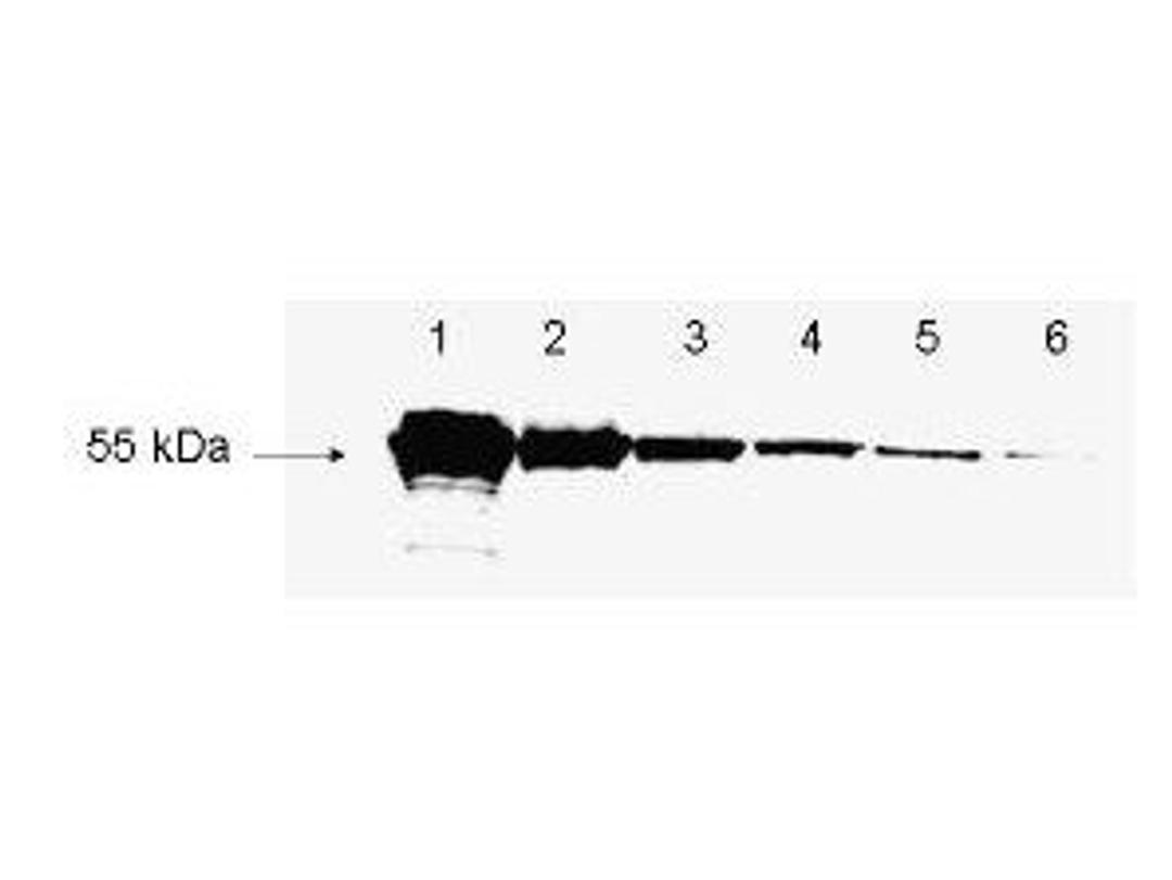 Western blot analysis of shown to detect as little as 3 ng of amino-terminal FLAG tagged recombinant protein using Detection of FLAG proteins antibody