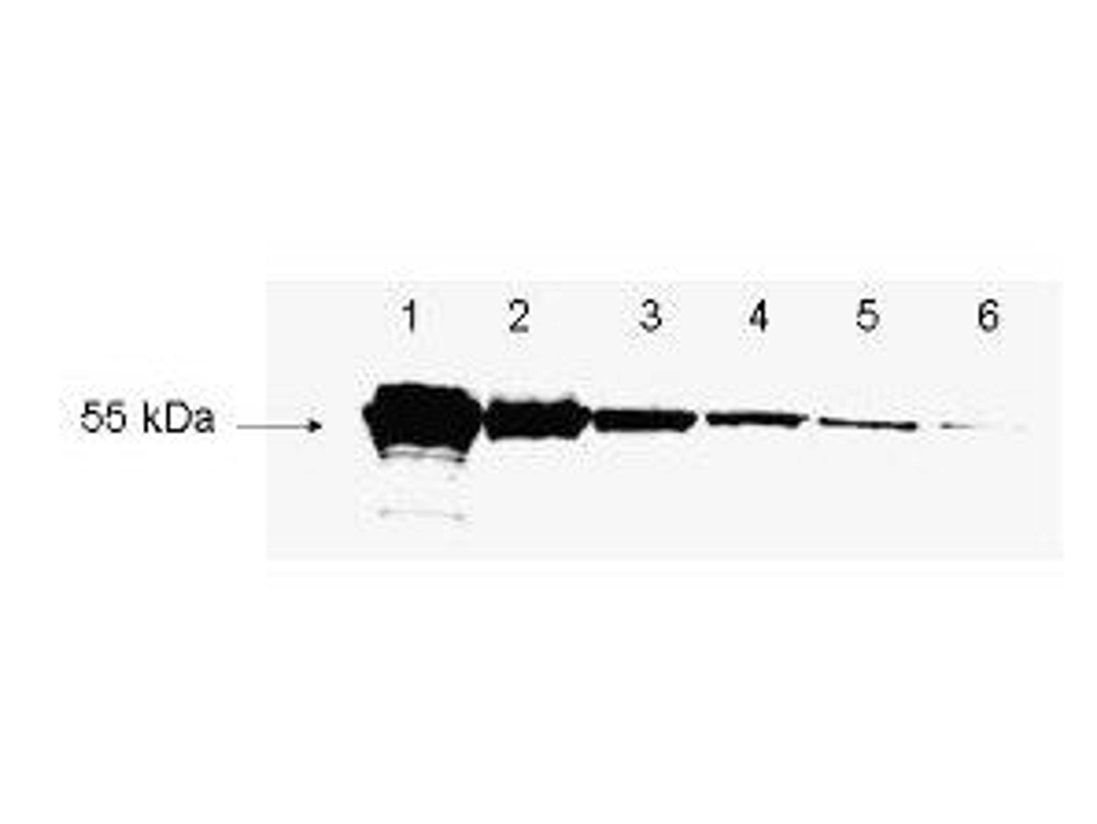 Western blot analysis of shown to detect as little as 3 ng of amino-terminal FLAG tagged recombinant protein using Detection of FLAG proteins antibody