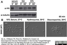 Rat anti tubulin alpha antibody used as a loading control for the detection of tubulin-alpha