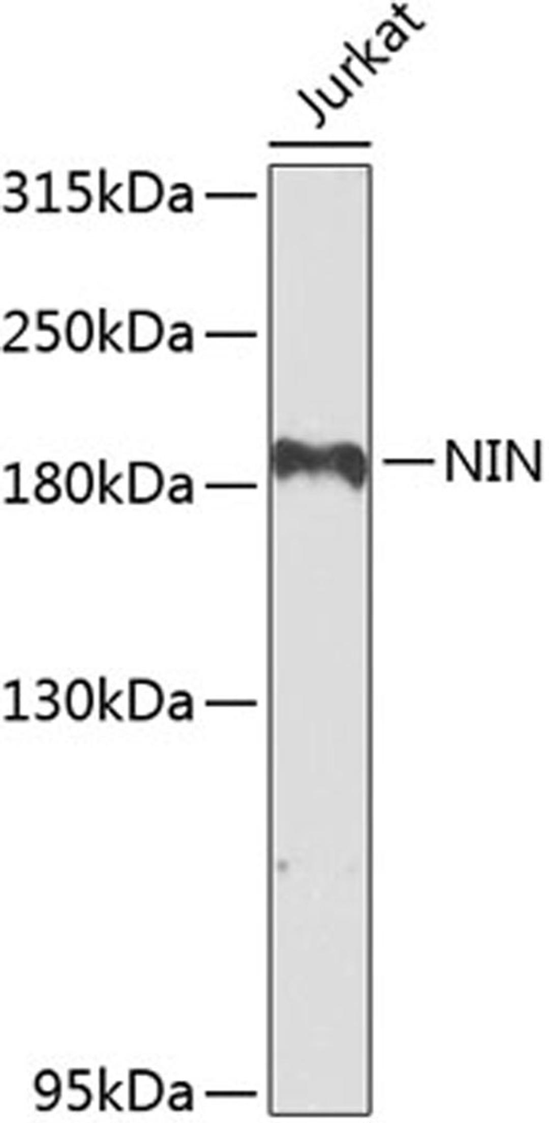 Western blot - NIN antibody (A8215)