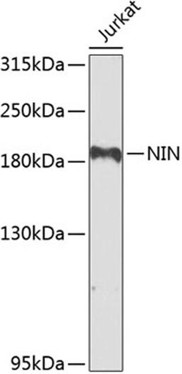 Western blot - NIN antibody (A8215)