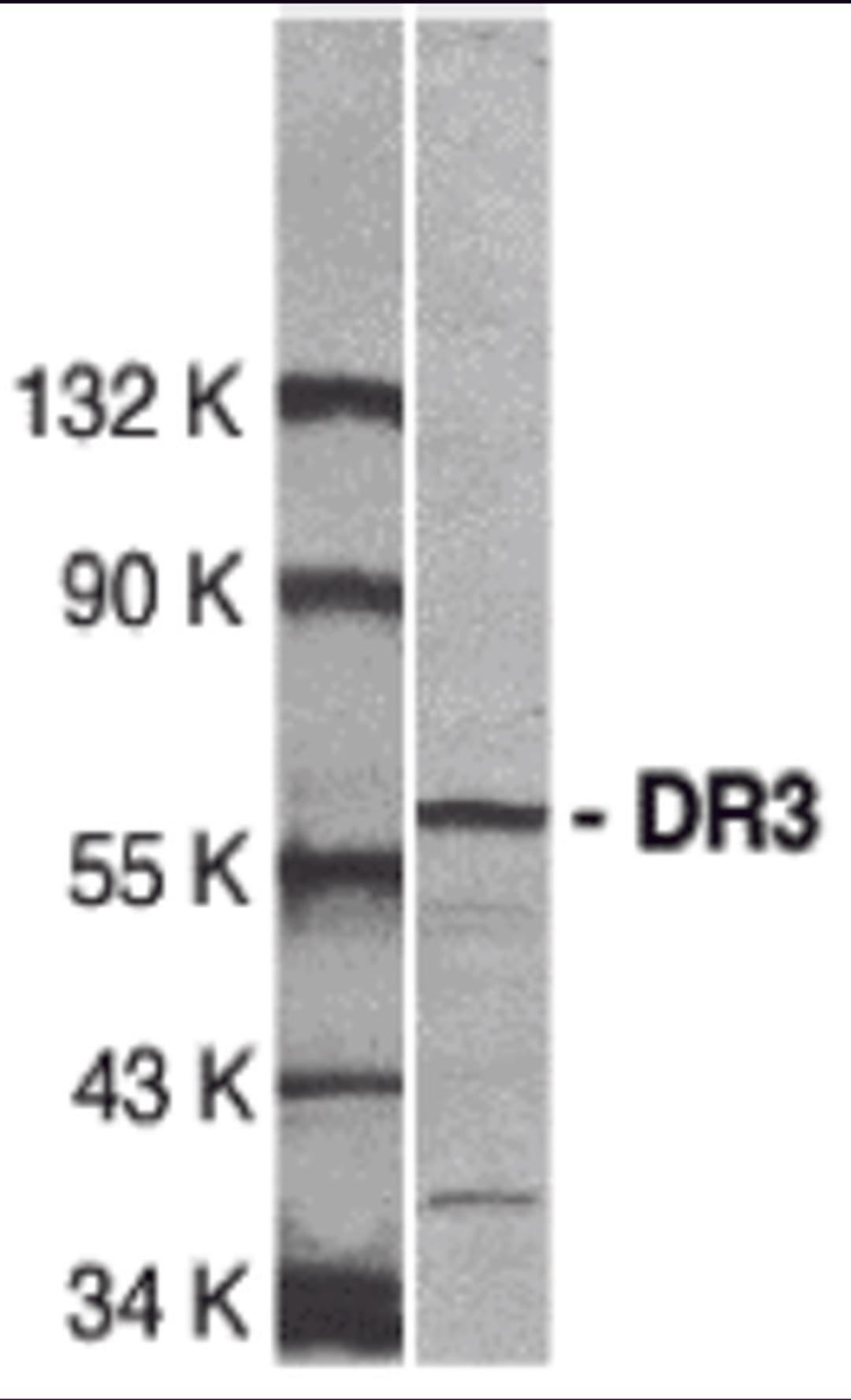 Western blot analysis of DR3 in Jurkat total cell lysate with DR3 antibody at 1:500 dilution.