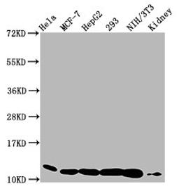 Western Blot. Positive WB detected in: Hela whole cell lysate, MCF-7 whole cell lysate, HepG2 whole cell lysate, 293 whole cell lysate, NIH/3T3 whole cell lysate, Mouse kidney tissue. All lanes: HIST1H4A antibody at 0.77µg/ml. Secondary. Goat polyclonal to rabbit IgG at 1/50000 dilution. Predicted band size: 12 kDa. Observed band size: 12 kDa