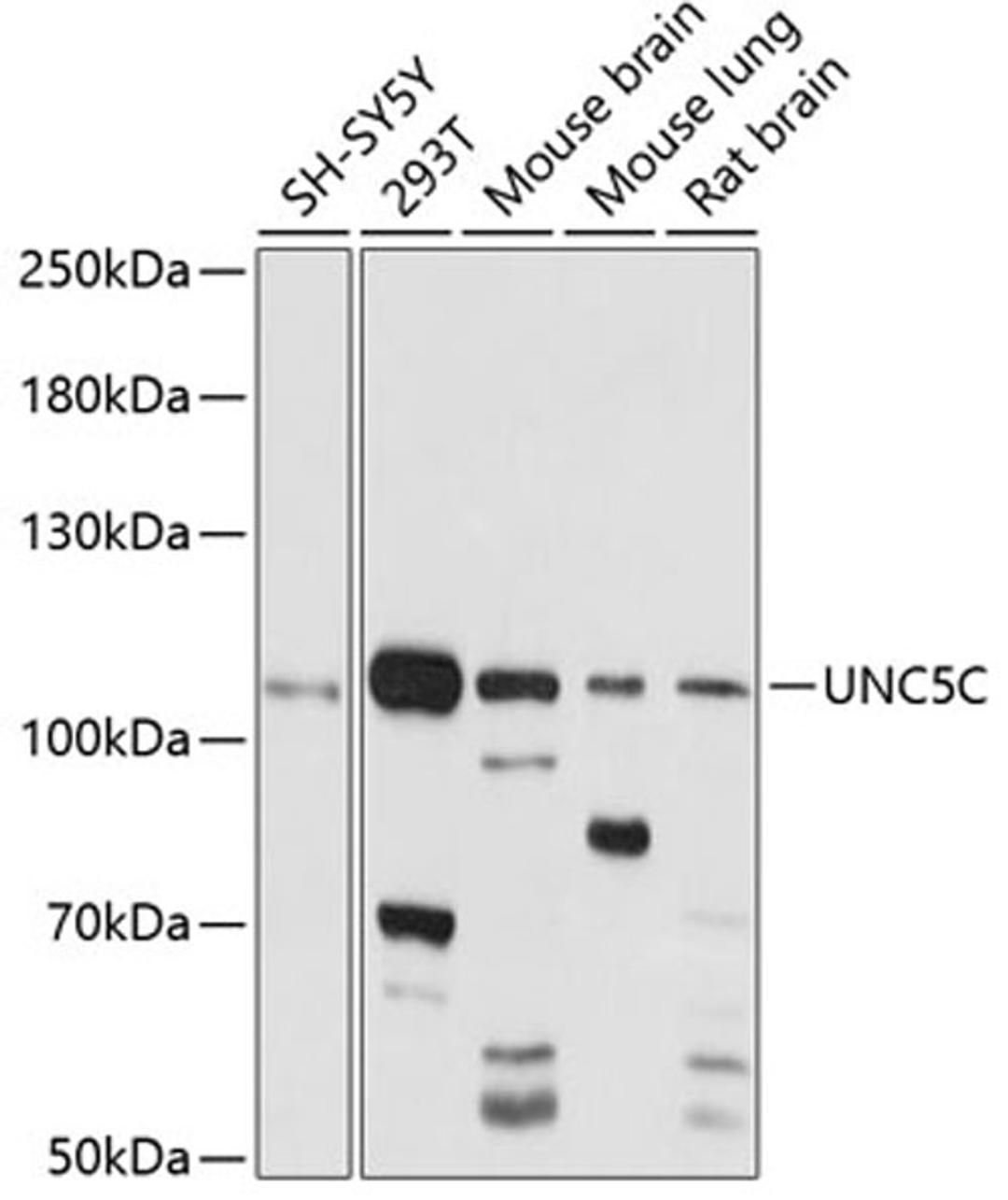 Western blot - UNC5C antibody (A14809)