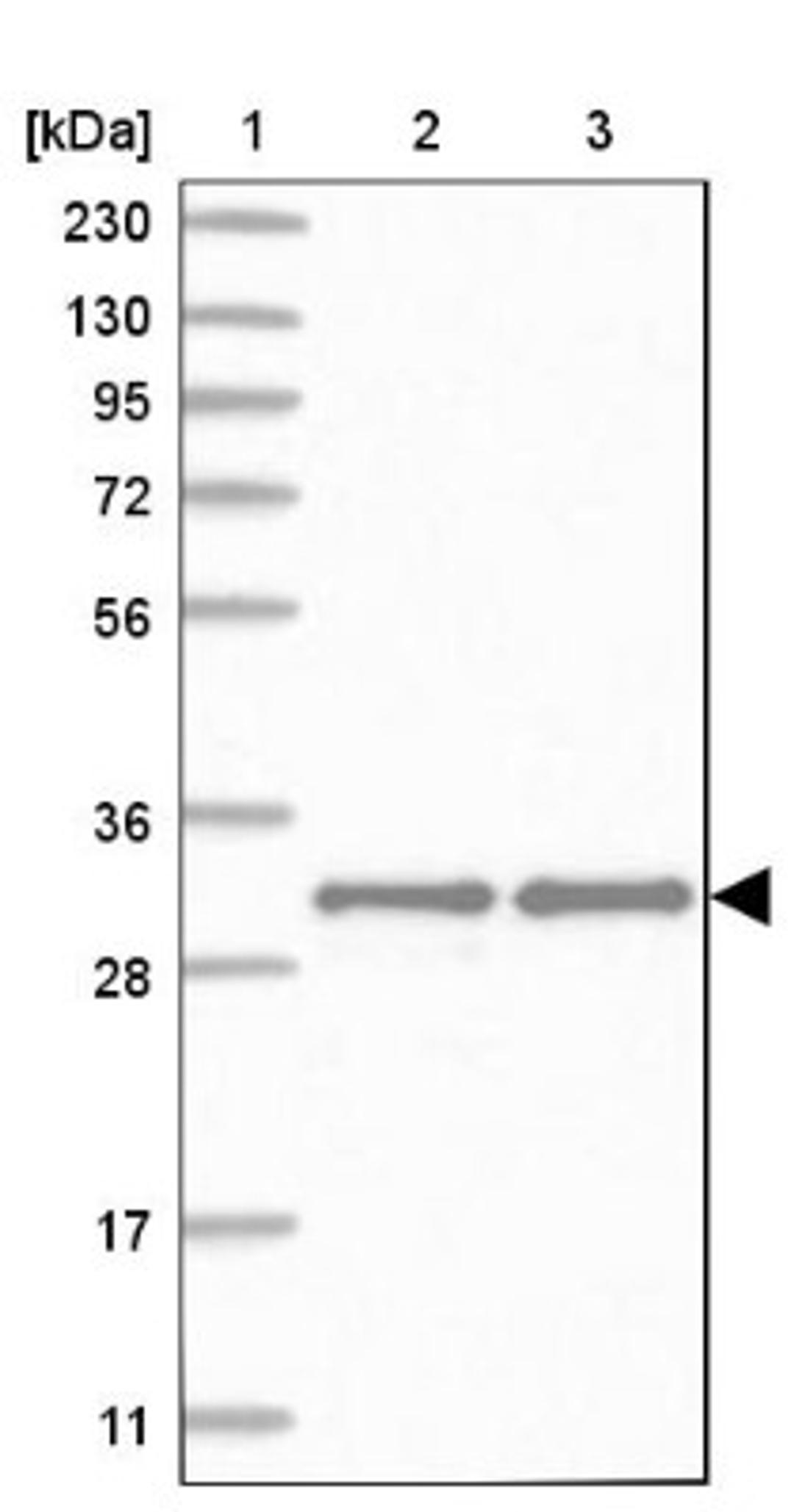 Western Blot: MAPK1IP1L Antibody [NBP1-88420] - Lane 1: Marker [kDa] 230, 130, 95, 72, 56, 36, 28, 17, 11<br/>Lane 2: Human cell line RT-4<br/>Lane 3: Human cell line U-251MG sp