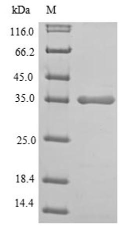 (Tris-Glycine gel) Discontinuous SDS-PAGE (reduced) with 5% enrichment gel and 15% separation gel.