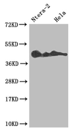 Western Blot. Positive WB detected in: Ntera-2 whole cell lysate, Hela whole cell lysate. All lanes: LEFTY2 antibody at 1:1000. Secondary. Goat polyclonal to rabbit IgG at 1/50000 dilution. Predicted band size: 41, 38 kDa. Observed band size: 36-45 kDa.