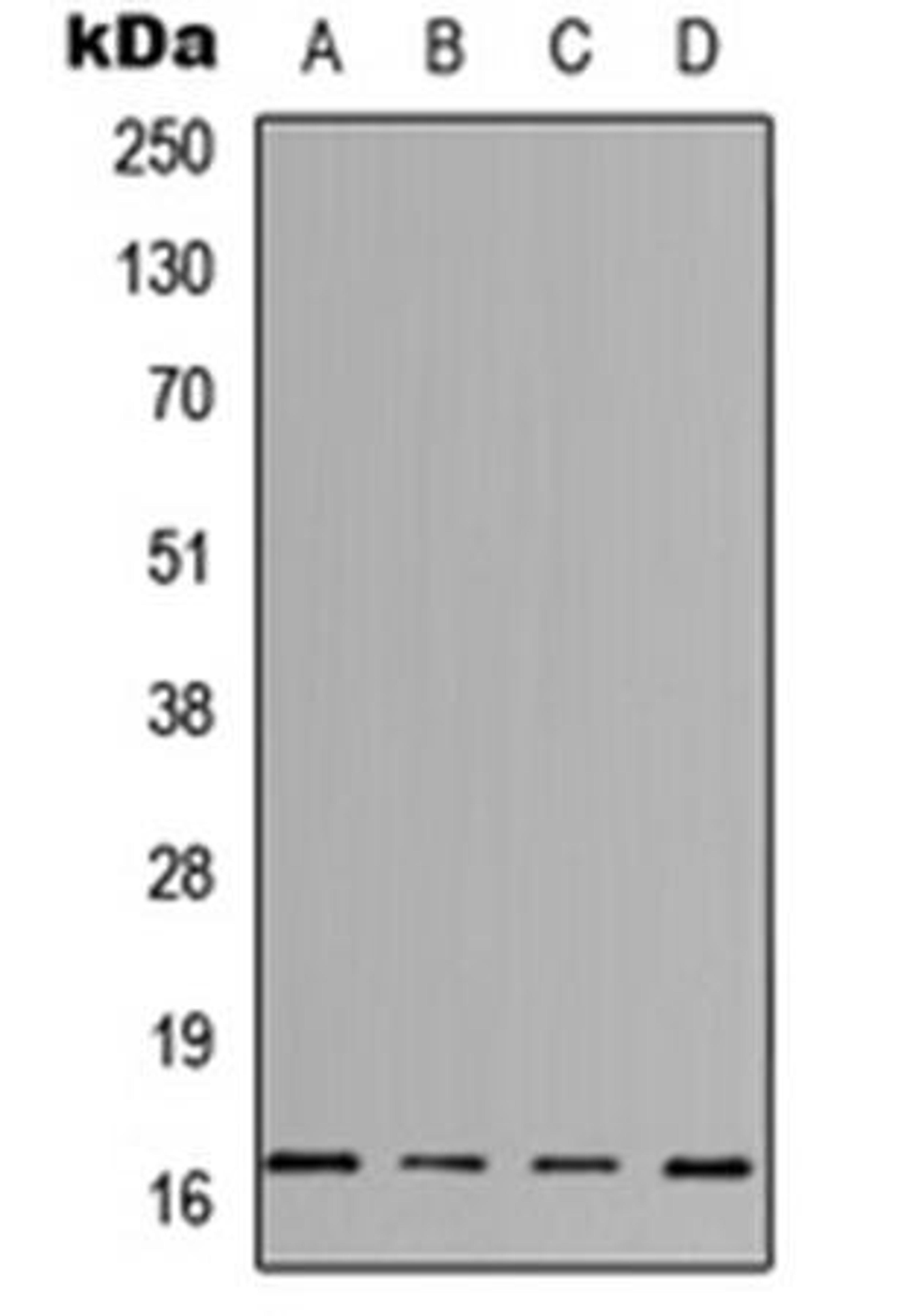 Western blot analysis of HeLa (Lane1), Jurkat (Lane2), Raw264.7 (Lane3), PC12 (Lane4) whole cell using IL-3 antibody