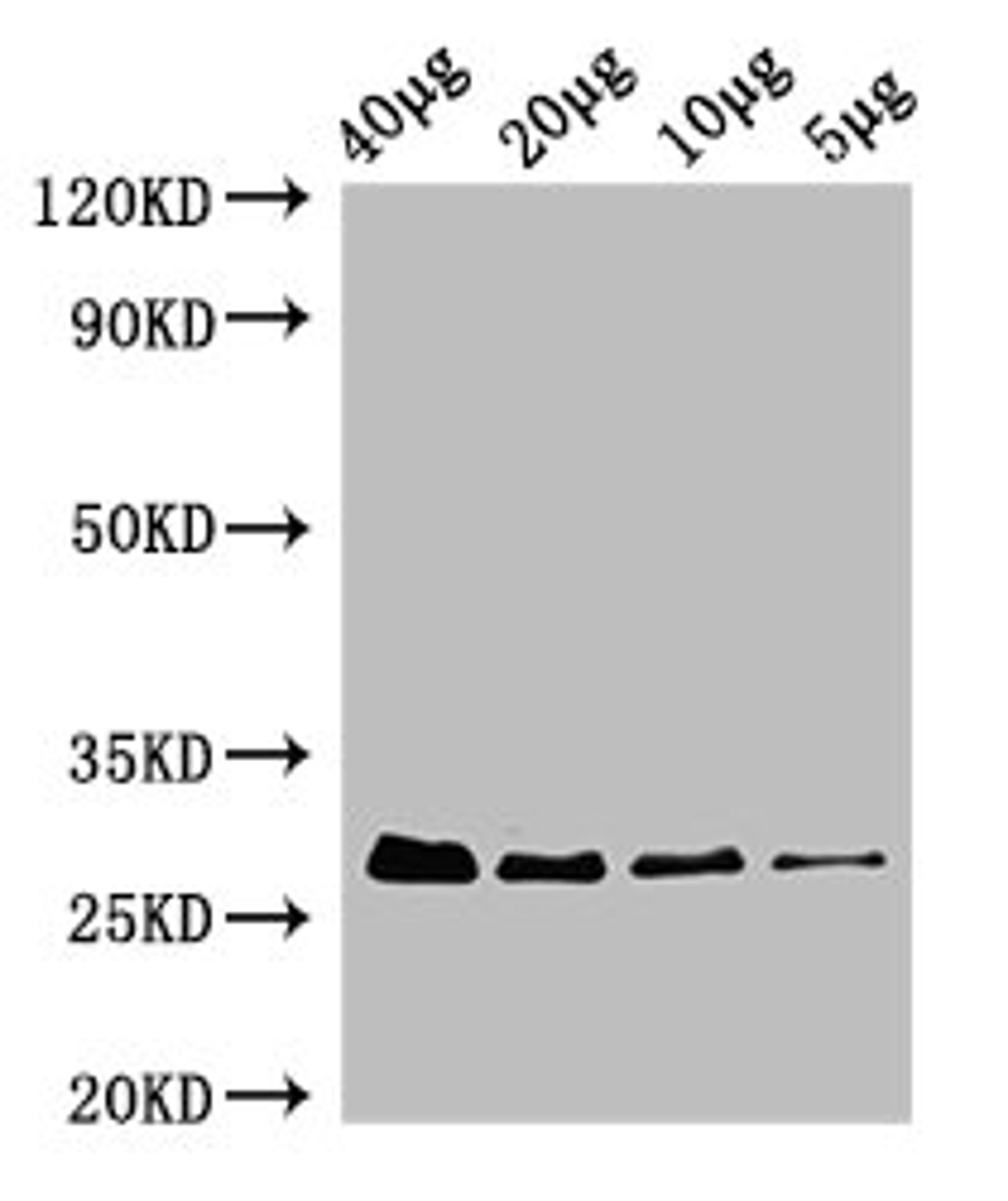 Western Blot. Positive WB detected in: Rosseta bacteria lysate at 40µg, 20µg, 10µg, 5µg. All lanes: rpsB antibody; HRP conjugated at 0.42µg/ml. Predicted band size: 27 kDa. Observed band size: 27 kDa