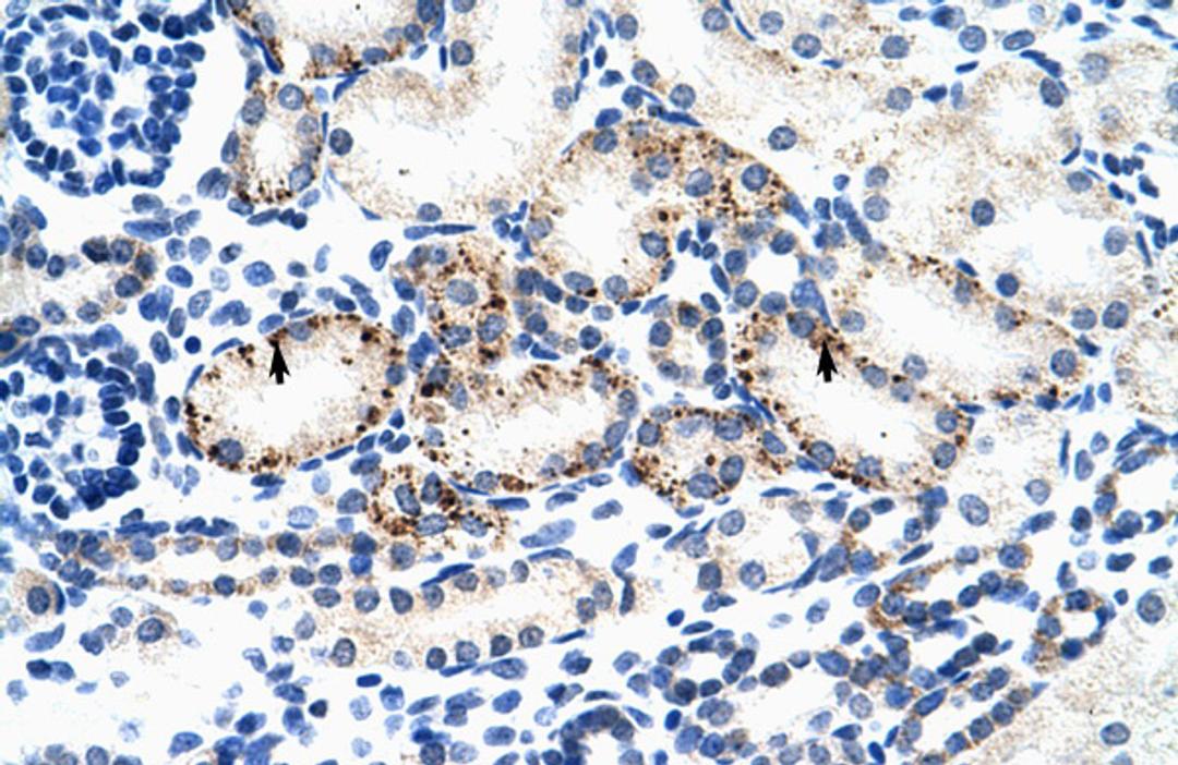 Antibody used in IHC on Human kidney.