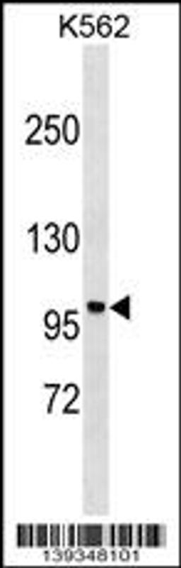 Western blot analysis in K562 cell line lysates (35ug/lane).