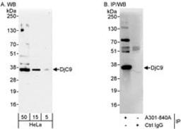 Detection of human DjC9 by western blot and immunoprecipitation.