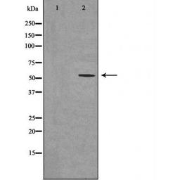 Western blot analysis of HT-29 cells using 2D6 (Cytochrome P450) antibody