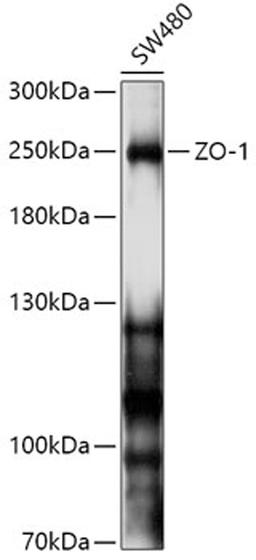 Western blot - TJP1 antibody (A11417)