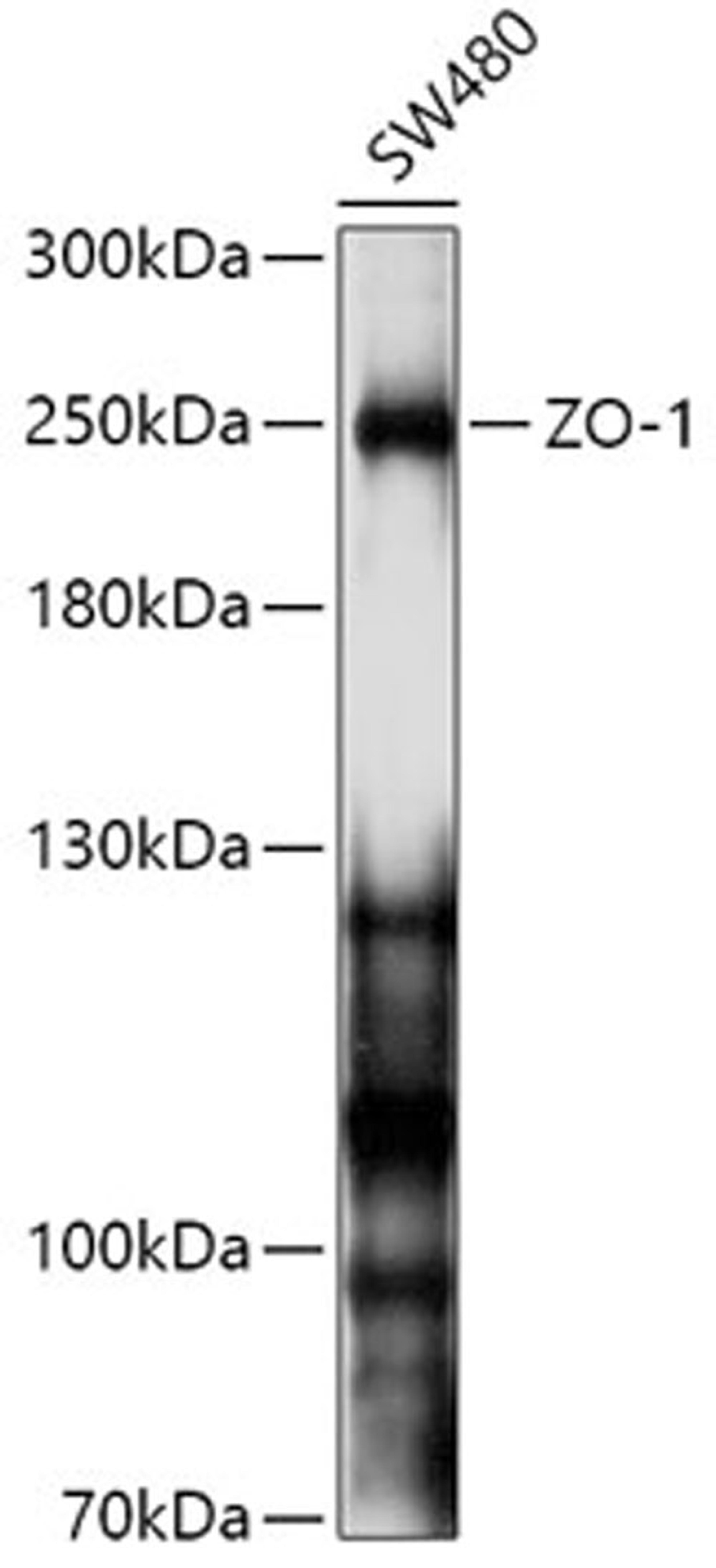 Western blot - TJP1 antibody (A11417)