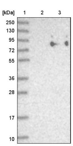 Western Blot: SIGLEC5 Antibody [NBP1-91149] - Lane 1: Marker [kDa] 250, 130, 95, 72, 55, 36, 28, 17, 10<br/>Lane 2: Negative control (vector only transfected HEK293T lysate)<br/>Lane 3: Over-expression lysate (Co-expressed with a C-terminal myc-DDK tag (~3.1 kDa) in mammalian HEK293T cells, LY418402)