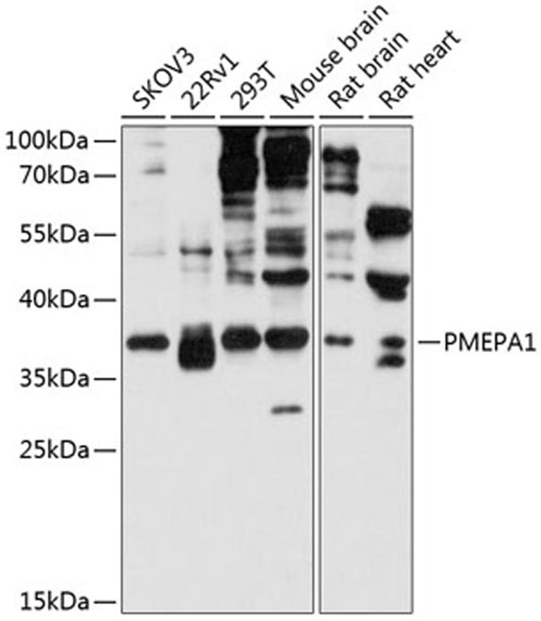 Western blot - PMEPA1 antibody (A12171)