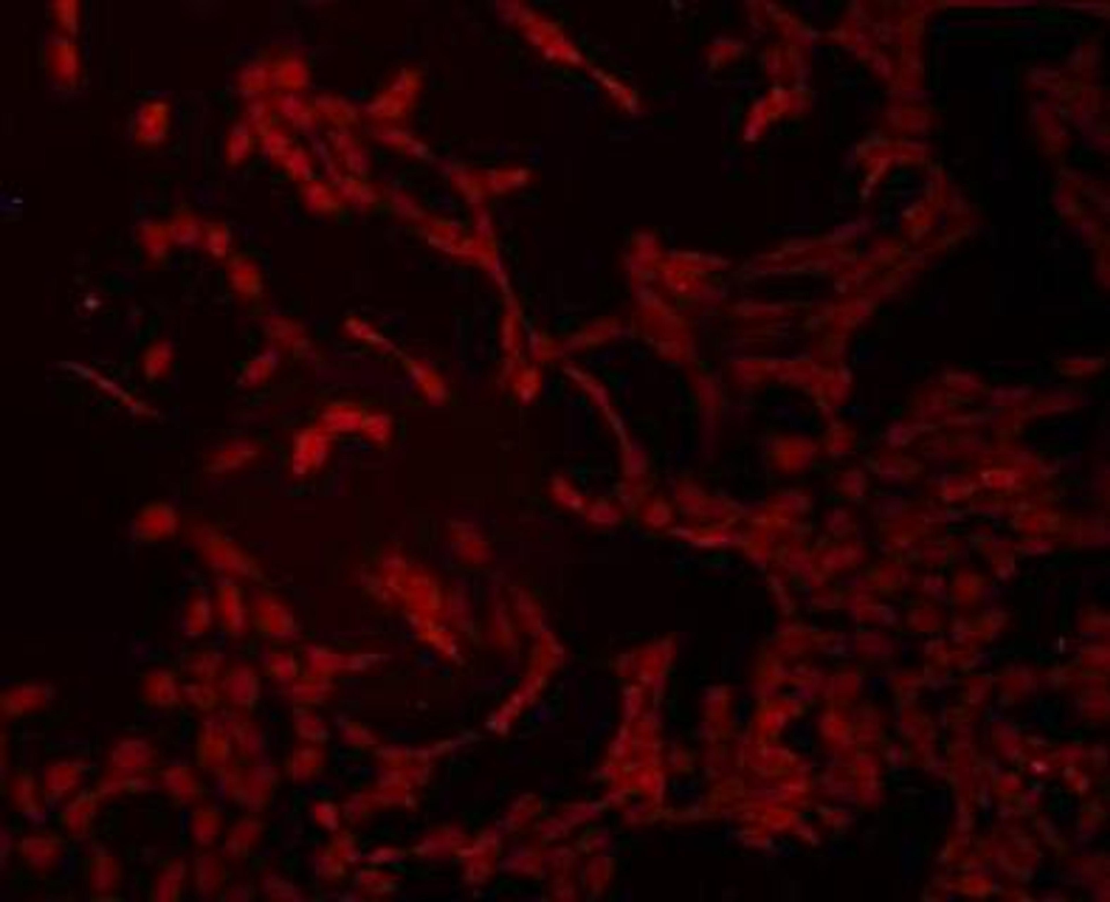 Immunofluorescent staining of NIH/3T3 cells using Transmembrane protein 200A antibody