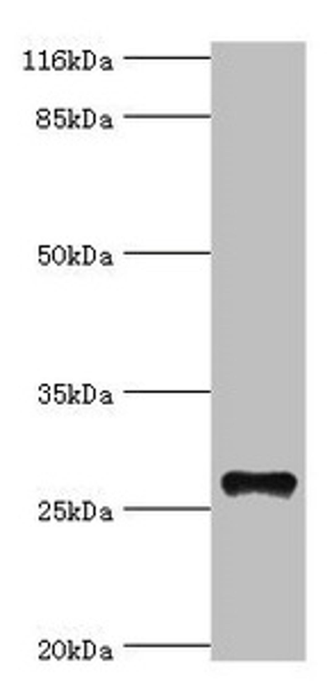 Western blot. All lanes: TSPAN6 antibody at 20µg/ml + Mouse liver tissue. Secondary. Goat polyclonal to rabbit IgG at 1/10000 dilution. Predicted band size: 28 kDa. Observed band size: 28 kDa