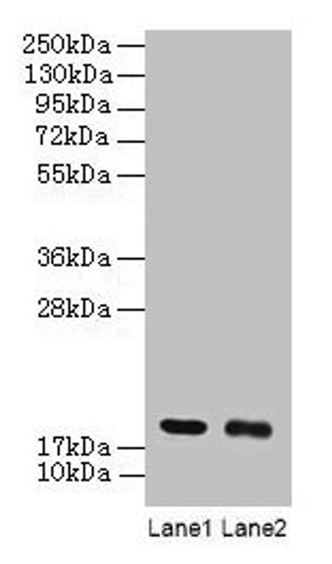 Western blot. All lanes: UBE2I antibody at 2µg/ml. Lane 1: 293T whole cell lysate. Lane 2: EC109 whole cell lysate. Secondary. Goat polyclonal to rabbit IgG at 1/15000 dilution. Predicted band size: 19 kDa. Observed band size: 19 kDa