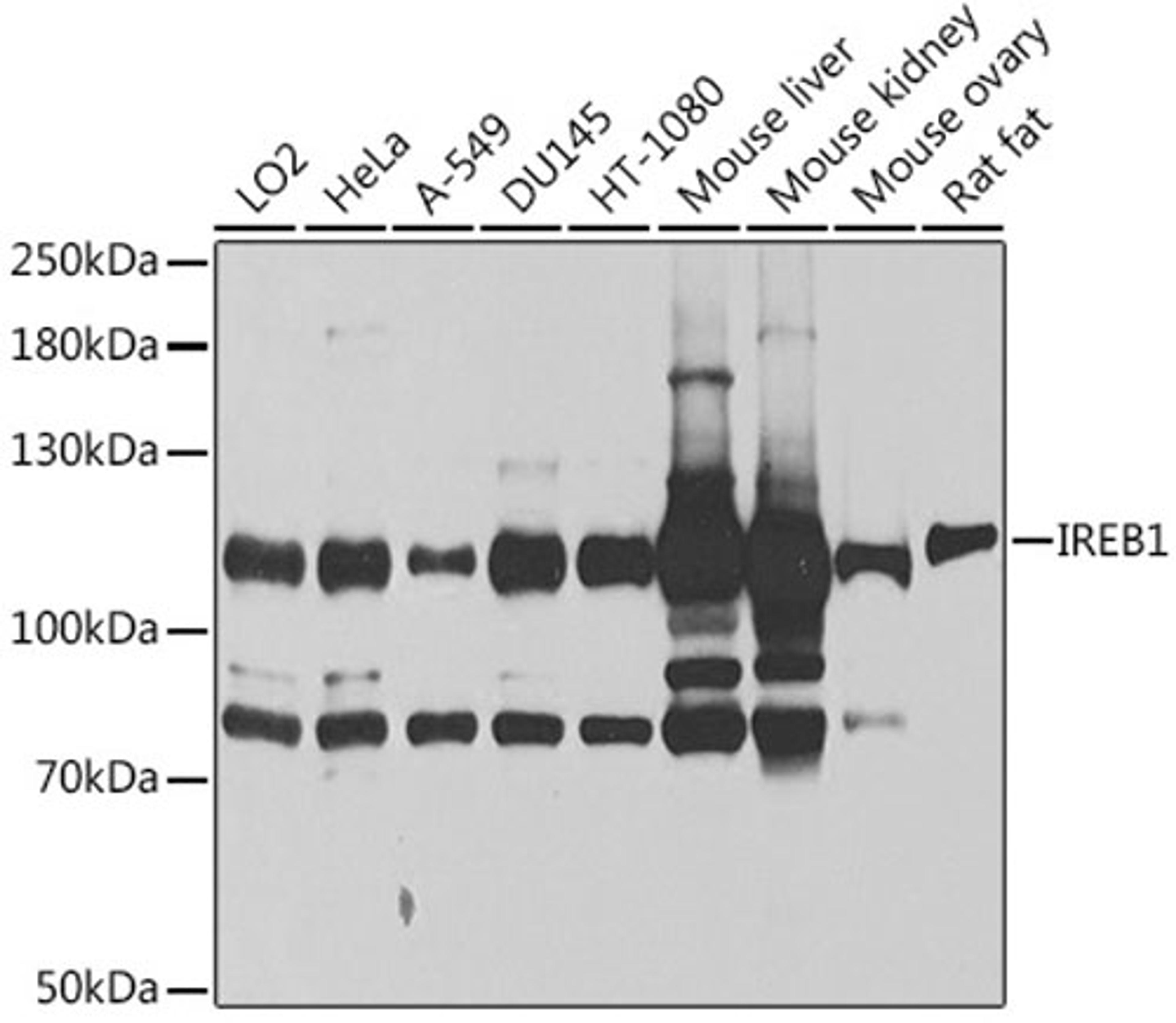 Western blot - IREB1 antibody (A7867)