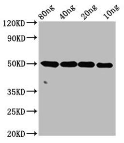 Western Blot. Positive WB detected in Recombinant protein. All lanes: ntpcr antibody at 4µg/ml. Secondary. Goat polyclonal to rabbit IgG at 1/50000 dilution. Predicted band size: 50 kDa. Observed band size: 50 kDa