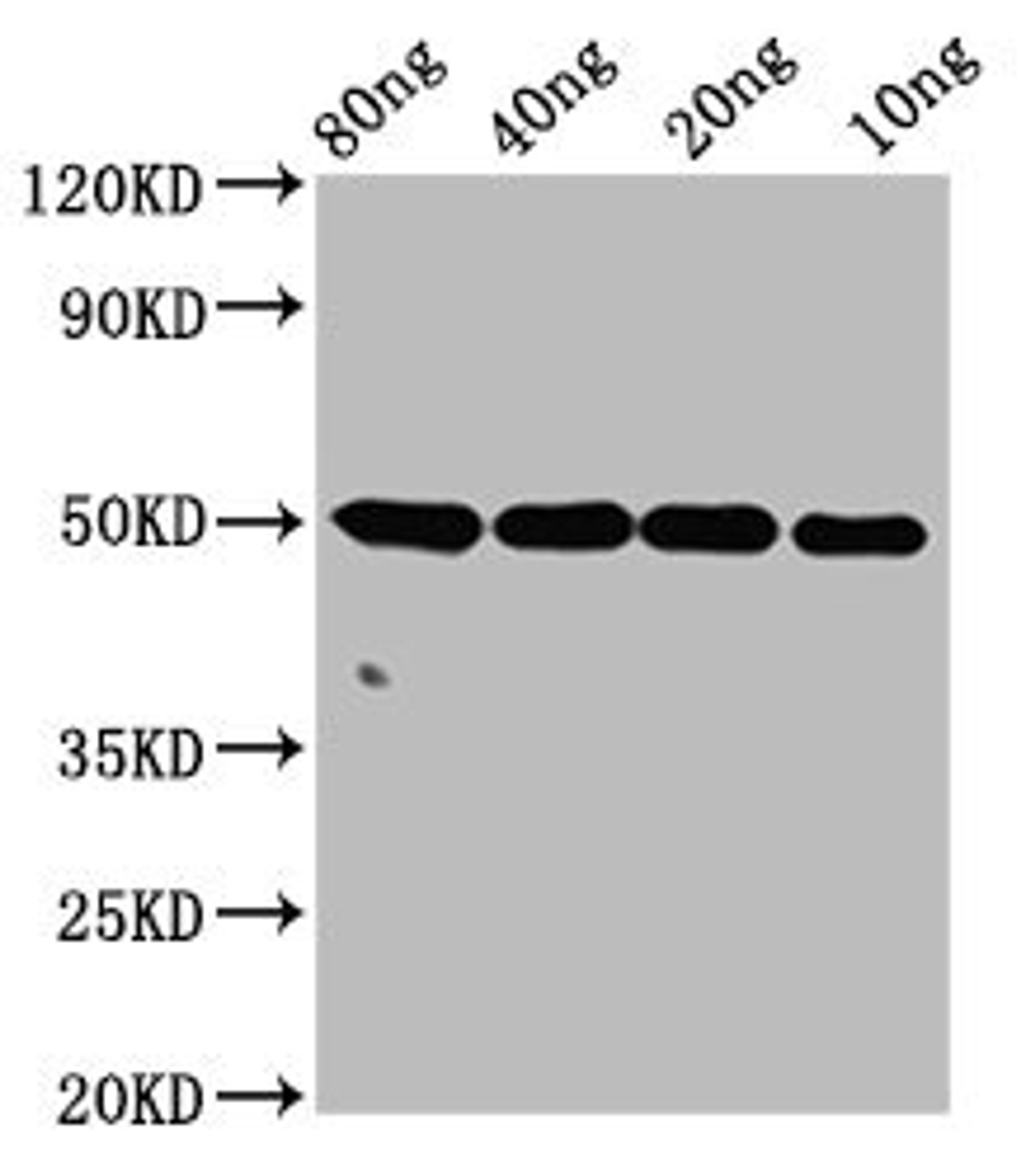 Western Blot. Positive WB detected in Recombinant protein. All lanes: ntpcr antibody at 4µg/ml. Secondary. Goat polyclonal to rabbit IgG at 1/50000 dilution. Predicted band size: 50 kDa. Observed band size: 50 kDa
