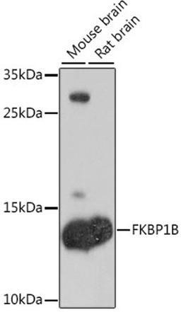 Western blot - FKBP1B antibody (A9074)